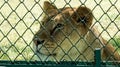 Sad Lioness Looking Beyond Fence Royalty Free Stock Photo