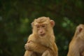Sad lonely monkey on the hill, monkey hill in Phuket. Monkey sits and thinks Royalty Free Stock Photo