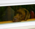 Sad lonely puppy dog looking out of window