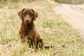 Sad lonely serious brown dog dachshund sitting on the road Royalty Free Stock Photo