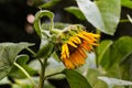 Sad lonely sunflower Royalty Free Stock Photo