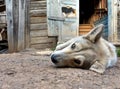 Sad look of a dog lying on the ground against the background of an old wooden house Royalty Free Stock Photo