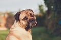 Sad look of the huge dog Royalty Free Stock Photo