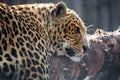 A sad look of a leopard Royalty Free Stock Photo