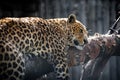 A sad look of a leopard animals in captivity Royalty Free Stock Photo