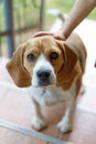 The sad look of an old beagle, a dog shelter, an animal\'s affection Royalty Free Stock Photo