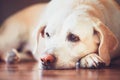 Sad look of the old dog Royalty Free Stock Photo