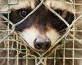 The sad look of a raccon behind the cage