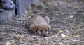 Sad look of a stray puppies Royalty Free Stock Photo