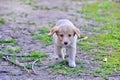 Sad look of a stray puppies Royalty Free Stock Photo