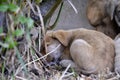 Sad look of a stray puppies Royalty Free Stock Photo