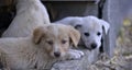 Sad look of a stray puppies Royalty Free Stock Photo