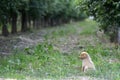 Sad look of a stray puppies image Royalty Free Stock Photo