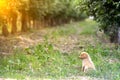 Sad look of a stray puppies Royalty Free Stock Photo