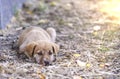 Sad look of a stray puppies Royalty Free Stock Photo