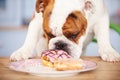 Sad Looking British Bulldog Tempted By Plate Of Cakes