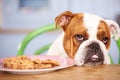 Sad Looking British Bulldog Tempted By Plate Of Cookies