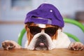 Sad Looking British Bulldog Wearing Baseball Cap