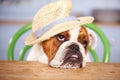 Sad Looking British Bulldog Wearing Straw Hat