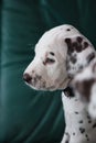 Sad looking Dalmatian puppy, dog