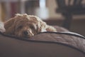 Sad looking dog on its bed Royalty Free Stock Photo
