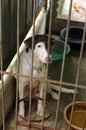 Sad looking dog in shelter Royalty Free Stock Photo