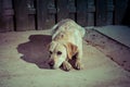 Sad looking dog on the street in lantern light