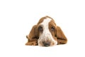 Sad looking english basset hound puppy portrait lying on the floor seen from the front with its ears folder underneath him