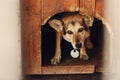 sad looking eyes of big dog in kennel shelter cage, sad emotional moment, adopt me concept, space for text Royalty Free Stock Photo