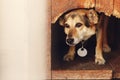 sad looking eyes of big dog in kennel shelter cage, sad emotional moment, adopt me concept, space for text Royalty Free Stock Photo