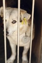 Sad looking eyes of white cute puppy looking in shelter cage, sa Royalty Free Stock Photo