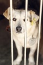 Sad looking eyes of white cute puppy looking in shelter cage, sa Royalty Free Stock Photo