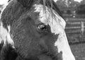 Sad looking horse with white eye lashes Royalty Free Stock Photo