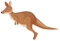 Sad looking kangaroo hopping on white background Royalty Free Stock Photo