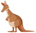 Sad looking kangaroo standing on white background