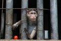 monkey. sad looking primate, looking from behind a cage.caged monkey in a zoo India, sad monkey locked in cage, Royalty Free Stock Photo