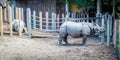 Sad looking Rhinos at the Zoo Royalty Free Stock Photo