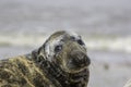 Sad looking seal with puppy eyes Royalty Free Stock Photo