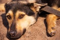 A sad-looking street dog with folded ears looks at the camera