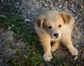 A sad-looking street dog with folded ears looks at the camera