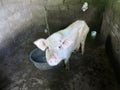 Sad looking thin pig in pigsty Royalty Free Stock Photo