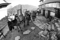 Sad looking Work Mules, in Nepal, Fisheye