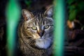 Sad looking young cat behind the bars Royalty Free Stock Photo