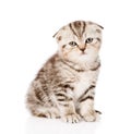 Sad lop-eared Scottish kitten looking at camera. isolated Royalty Free Stock Photo