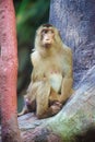 Sad macaque - Macaca nemestrina Royalty Free Stock Photo