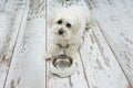 Sad Maltese dog begging food next to an empty bowl, lying down and tilting head side on vintage parquet Royalty Free Stock Photo