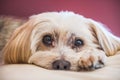 Sad Maltese Terrier dog lying on white rug Royalty Free Stock Photo