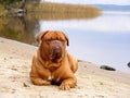 Sad mastiff lying on the lake coast