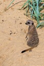 The sad meerkat. Symbolizes the concept: guilt , looking into the past , disappointment , sad past , making mistakes .