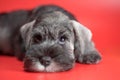 sad miniature schnauzer puppy lying on a red background and looking up Royalty Free Stock Photo